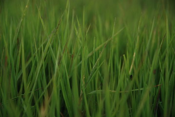 Fototapeta na wymiar zielona trawa (z teleobiektywem)