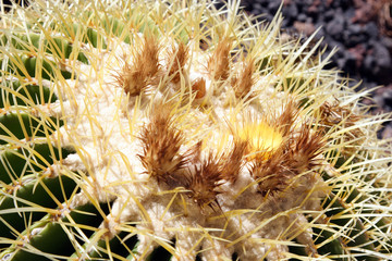 Cactus - closeup