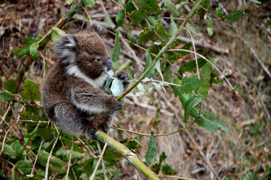 Koala mangeant une feuille d'Eucaliptus (2)