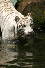White Tiger
