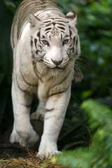 Plakat White Tiger