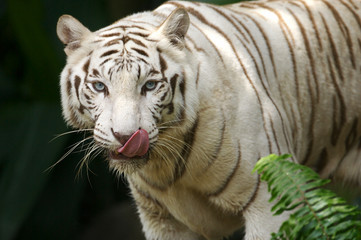 Plakat White Tiger