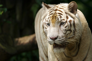 White Tiger