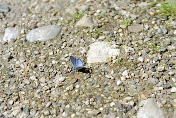 Butterfly on the rocks