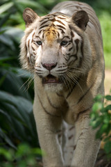 White Tiger
