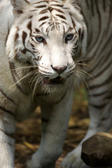 White Tiger