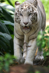 White Tiger