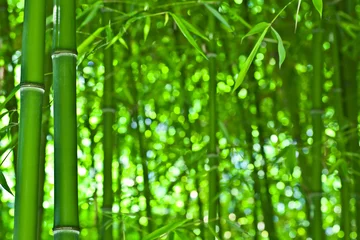 Gordijnen Zen bamboe bos © Maceo