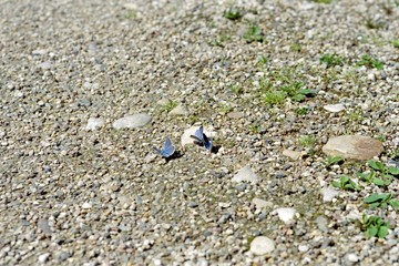 Butterflies