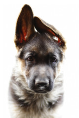 German shepherd puppy dog isolated white background