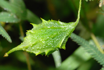 green bitter gourd in the gardens