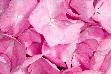 Frame filled with wet pink Hydrangia petals