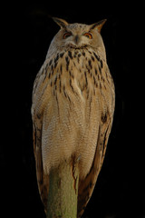 Eule - Uhu