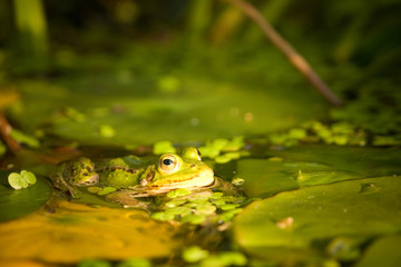 Obraz premium frog