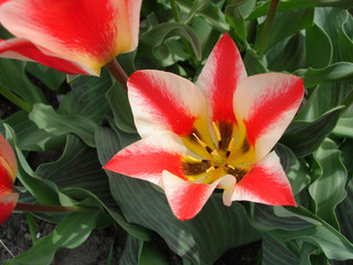 close-up of red and white tulip on field