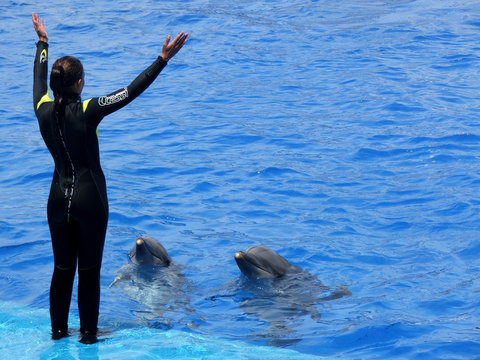 delfines