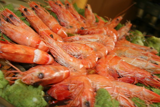 Schalentiere