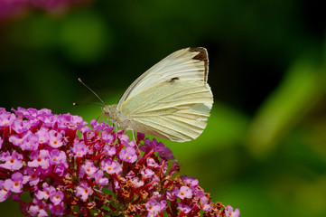 Kohlweissling und Flieder