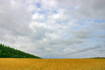 The field with wheat under sky with clouds