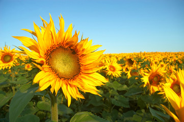 An image of yellow field of sunflowers 22k3