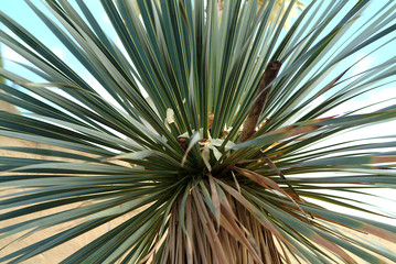 Palme,Hintergrund