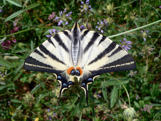 Fototapeta na wymiar Papillon Le Flambé