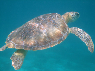 Obraz premium Tortue de mer 2