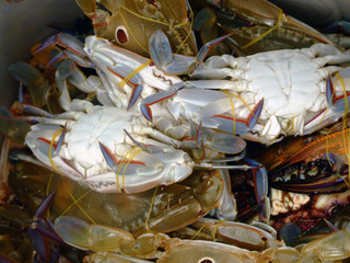 crabes