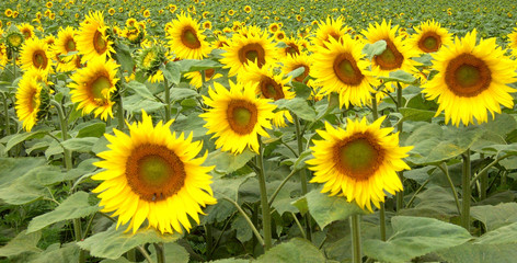Obraz premium Sonnenblumen 01
