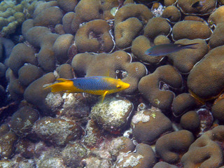 Poisson jaune des caraibes