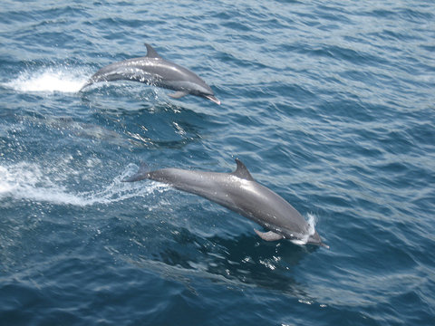 Sauts de dauphins