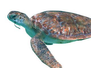 Tortue de mer détourée