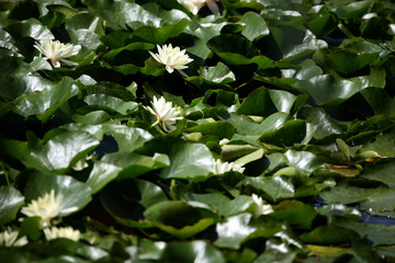 seerosen auf einem see