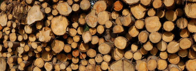 Logs pile