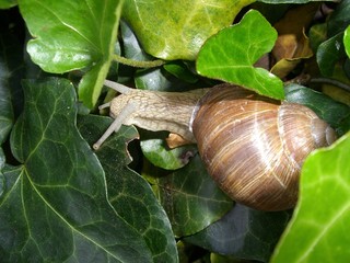 Schnecke im Efeu