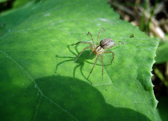 Fototapeta premium Arachnid