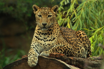 Fototapeta na wymiar Sri Lankan Leopard