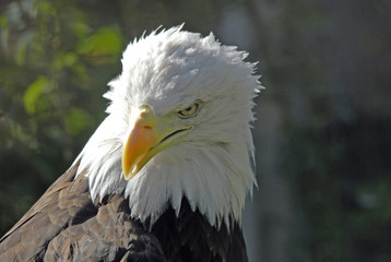Weisskopfadler auf Nahrungssuche