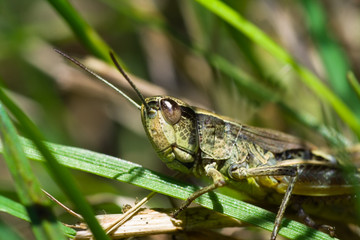 Grasshopper sitting on a blade of grass