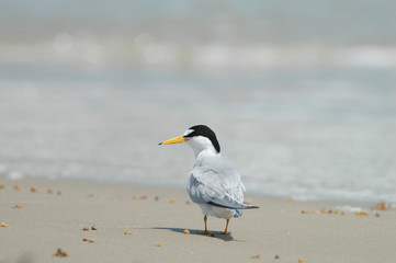 An interior least tern on the beach 