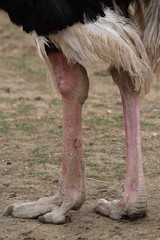 ostrich