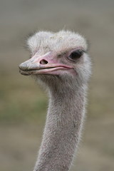ostrich