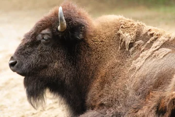 Selbstklebende Fototapeten american bison © pusti