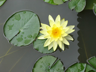 Yellow Lotus