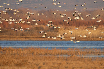 Snow geese fly into the refuge to roost for the night.