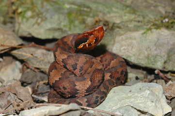 A neonate cottonmouth snake is coiled up in some leaf litter.