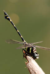 tiny black dragonfly in the gardens 