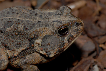 Frog Headshot
