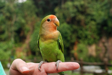 Parrot and hand in the parks 
