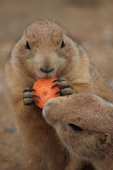 prairie dog - Cynomys ludovicianus